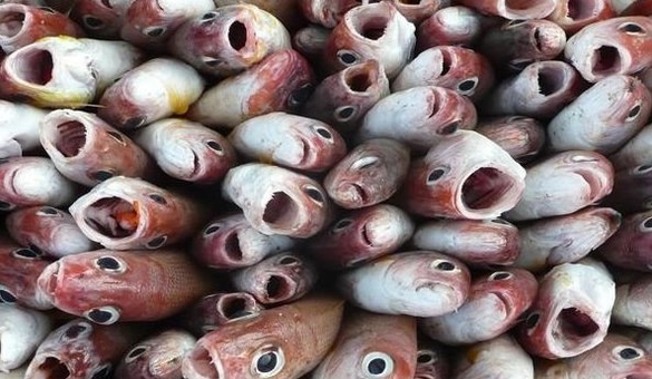 fish Aegina Manitas